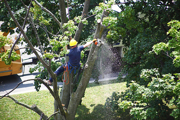 Best Tree Cabling and Bracing  in USA